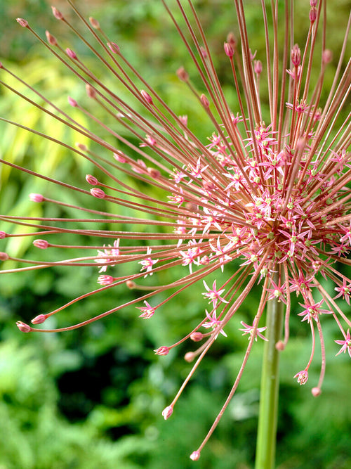 Allium schubertii | Blomsterlökar från DutchGrown™