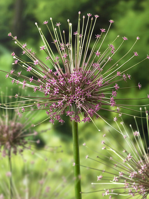 Allium schubertii från DutchGrown™