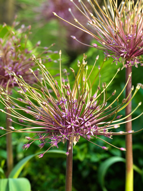 Allium schubertii från DutchGrown™