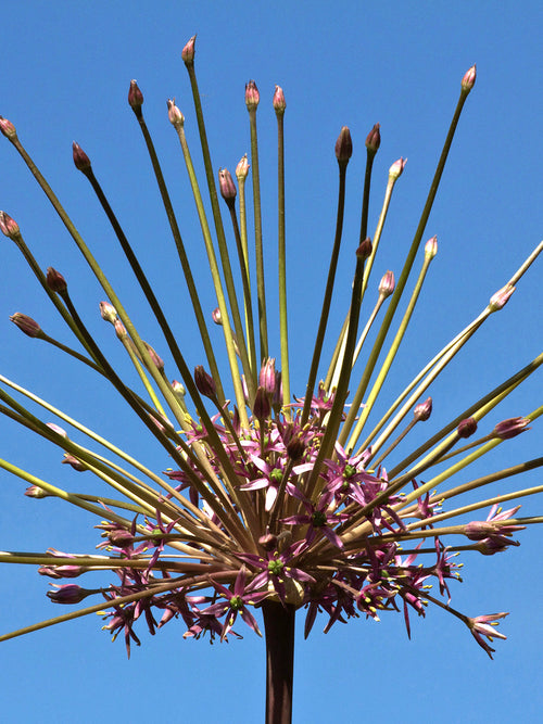 Köp Allium schubertii från DutchGrown™