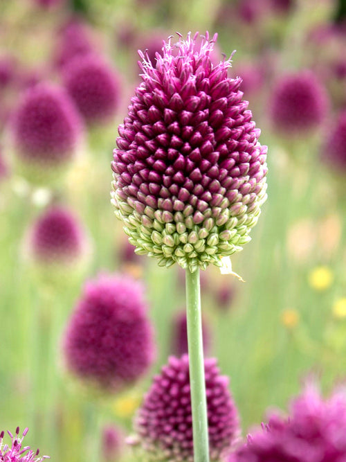Allium Sphaerocephalon (Klotlök) | DutchGrown™