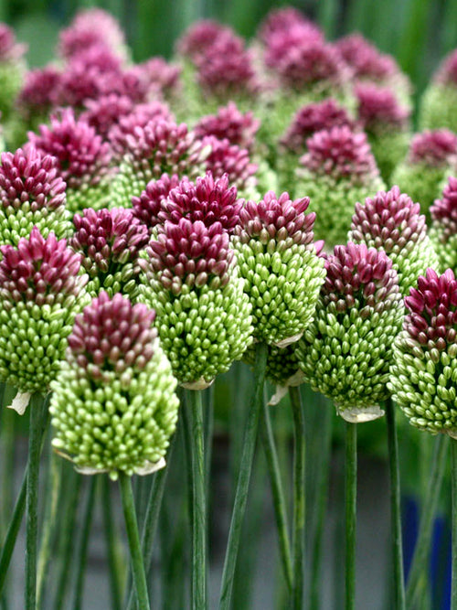 Köp Allium Sphaerocephalon (Klotlök) | DutchGrown™