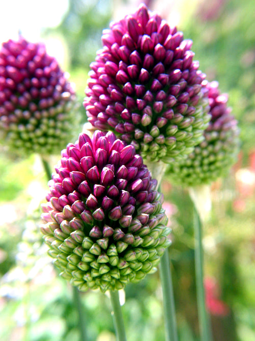 Köp Allium Sphaerocephalon (Klotlök)