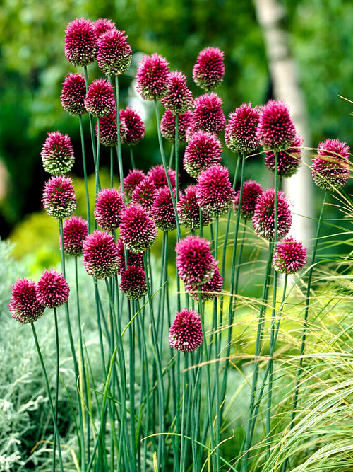Köp Allium Sphaerocephalon (Klotlök) från DutchGrown™