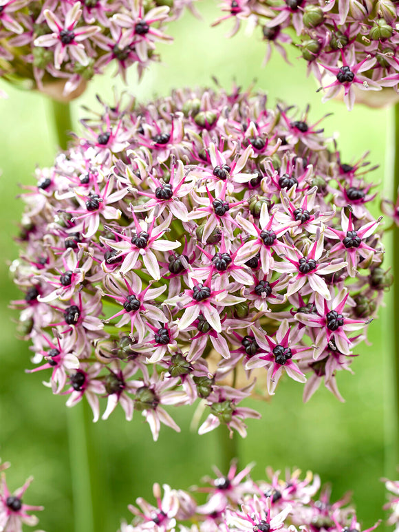 Köp Allium Starlight lökar