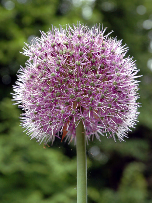 Allium Glory of Pamir med stort, runt violett blomhuvud