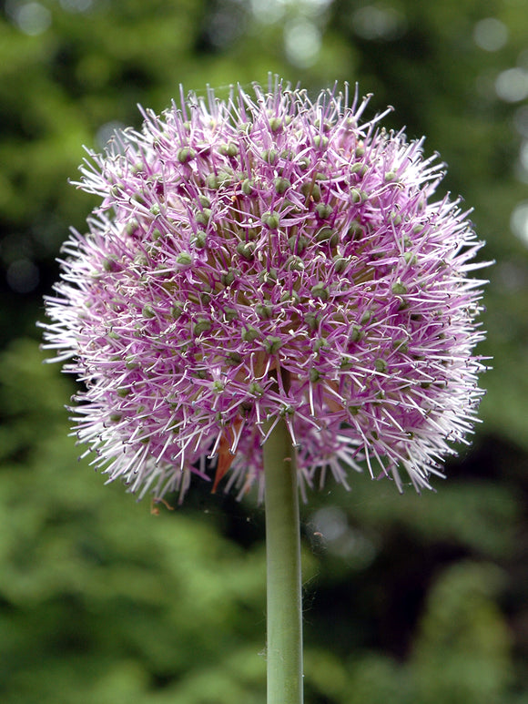 Allium Glory of Pamir med stort, runt violett blomhuvud