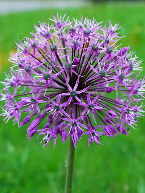 Allium stipitatum Glory of Pamir högt ovanför bladverket i blom