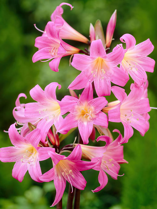 Köpa Amaryllis Belladonna (Kapamaryllis) blomlökar