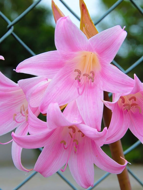 Amaryllis Belladonna (Kapamaryllis)