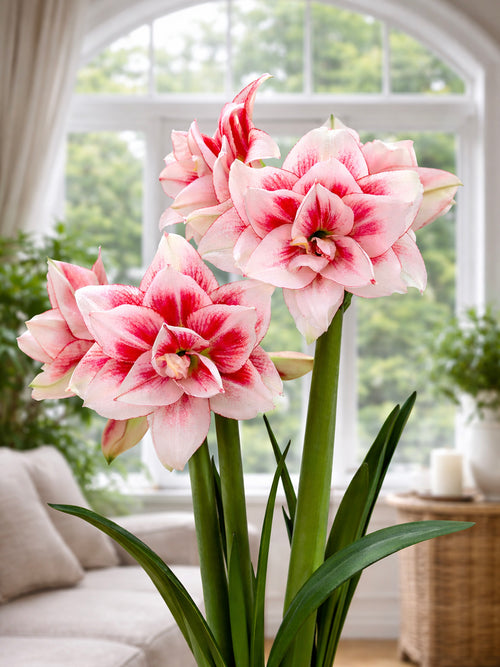Elegant Amaryllis Elvas med lagerbyggda blommor