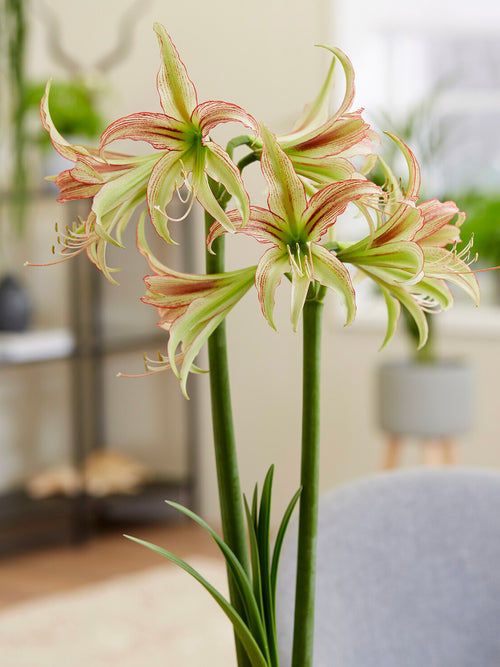 Spider-amaryllis Emerald i kruka