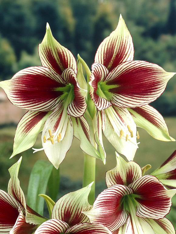 Amaryllis Papilio blommande i kruka inomhus