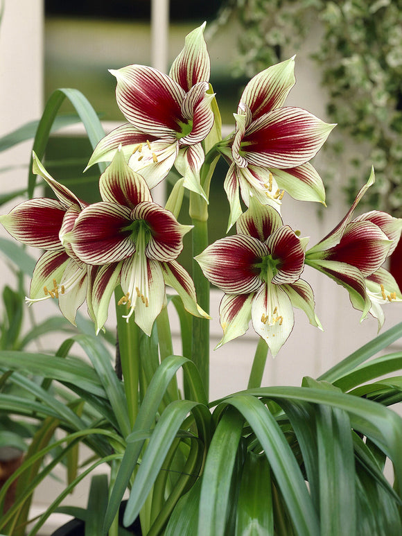 Amaryllis Papilio med dekorativa, fjärilsformade kronblad