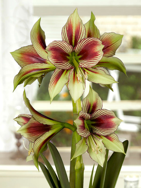 Amaryllis Papilio med fjärilsliknande blommor