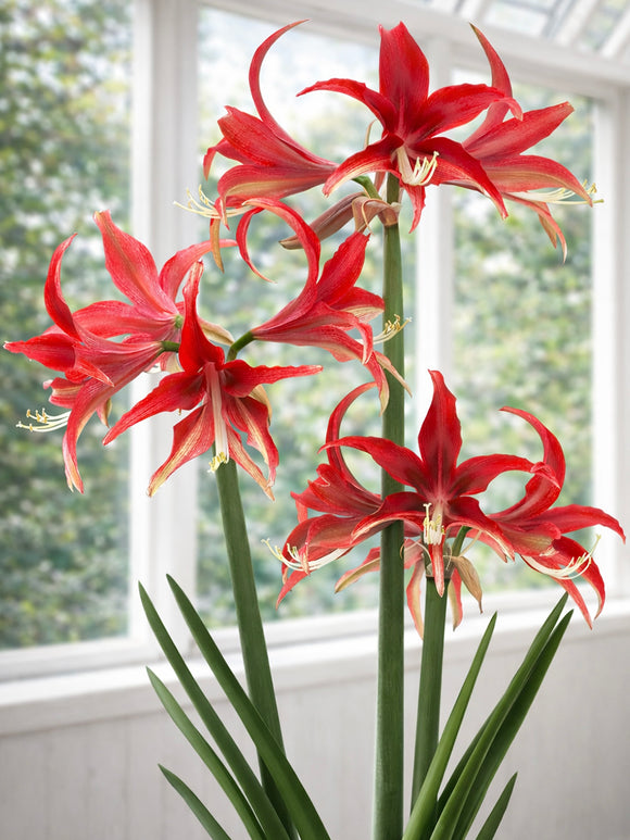Amaryllis Quito med stjärnformade röda blommor
