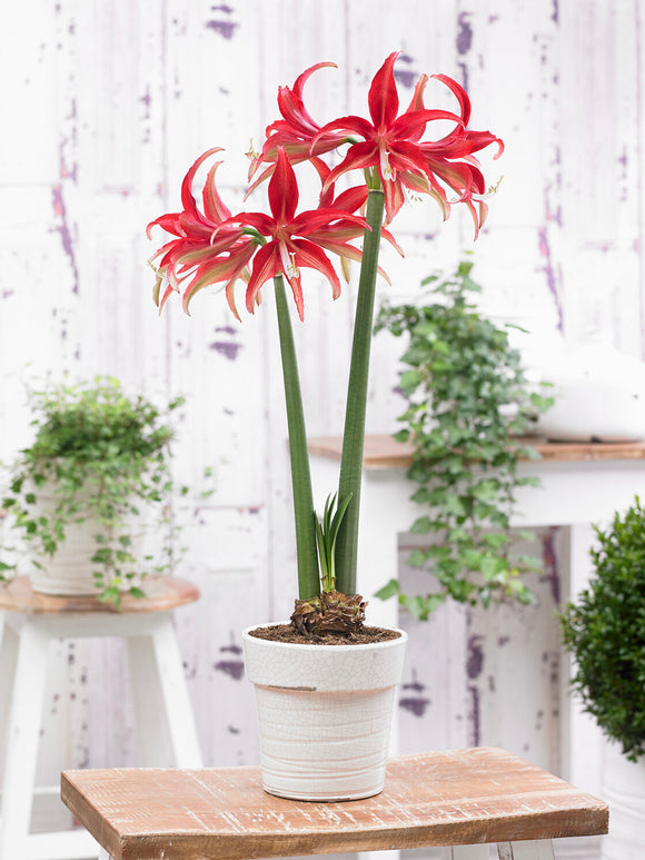 Unik Amaryllis Quito för inomhusodling