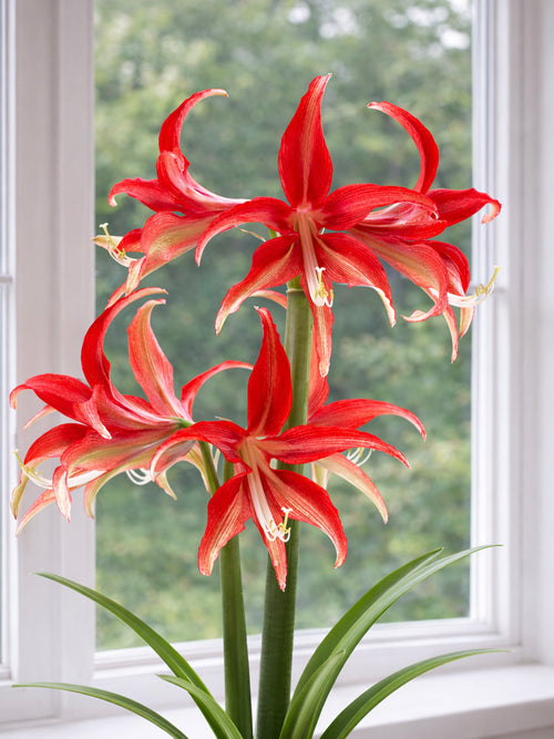 Närbild av Amaryllis Quito med smala kronblad