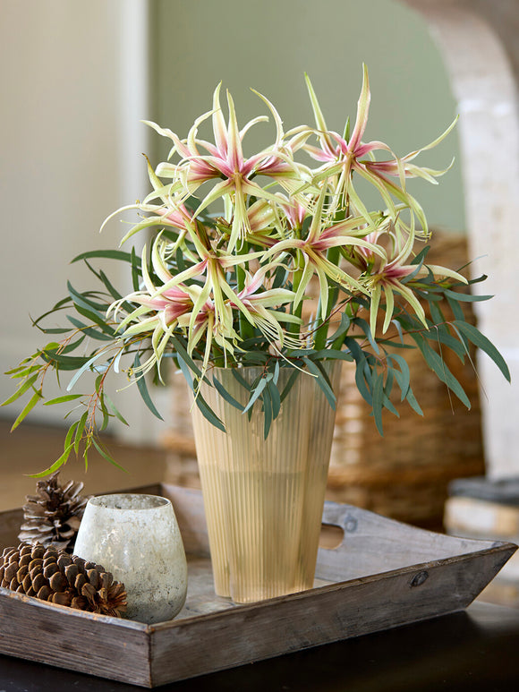 Jumbo Amaryllis Tarantula blommande inomhus