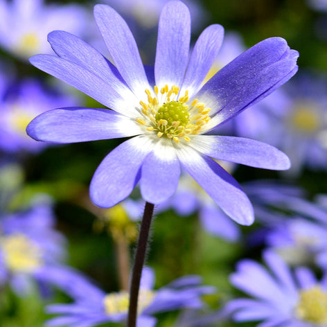 Anemon (Sippor) Anemone Blanda Blue Shades (Windflowers) blomsterlökar | DutchGrown™
