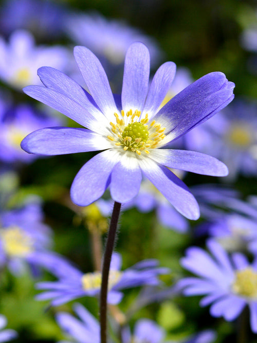 Anemone Blanda Blue Shades (Windflowers) blomsterlökar | DutchGrown™