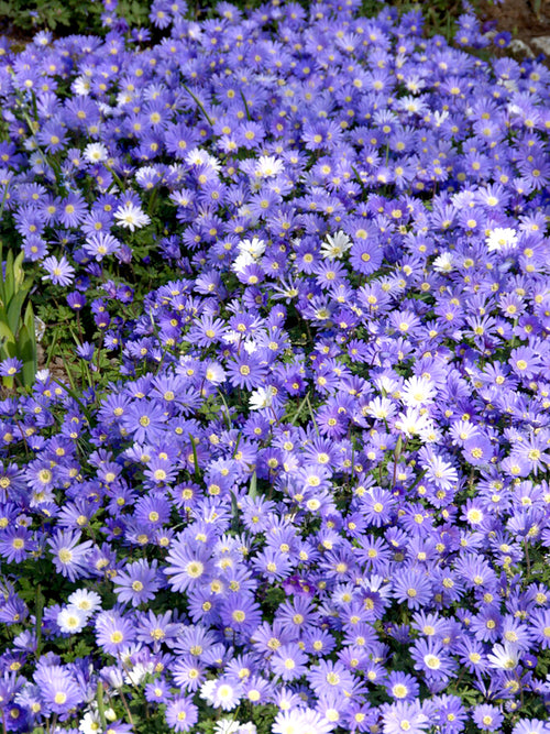 Anemone Blanda Blue Shades (Balkansippa) | DutchGrown™