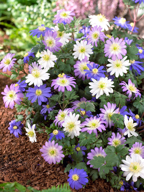 Balkansippa Anemone Blanda Mix