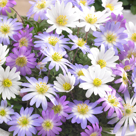 Anemon (Sippor) Köp Anemone Blanda Mixed (Windflowers) | DutchGrown™