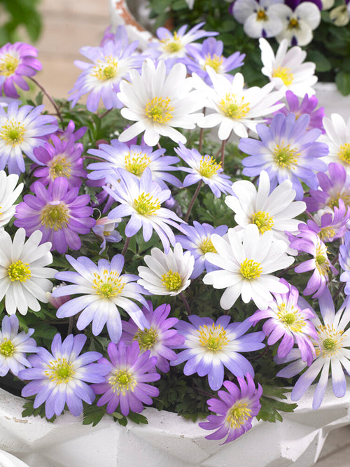 Köp Anemone Blanda Mixed (Windflowers) | DutchGrown™