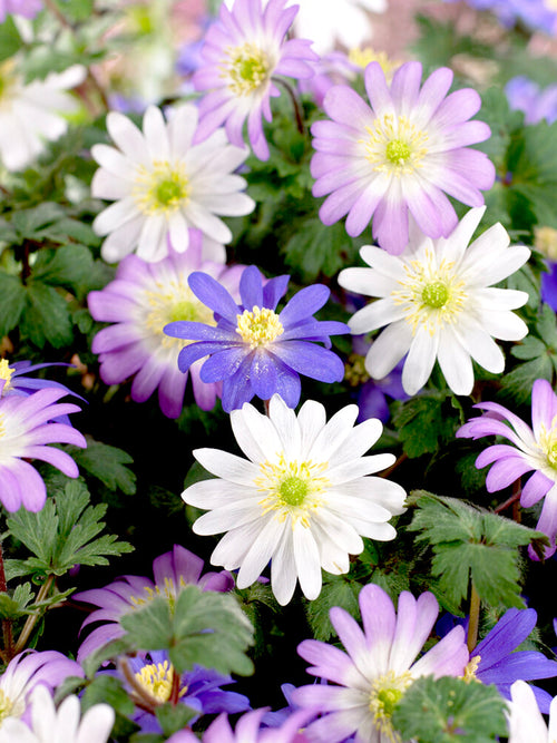 Köp Anemone Blanda Mix från Holland | DutchGrown™