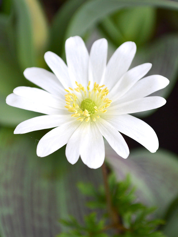 Balkansippa Anemone blanda 'White Splendour'