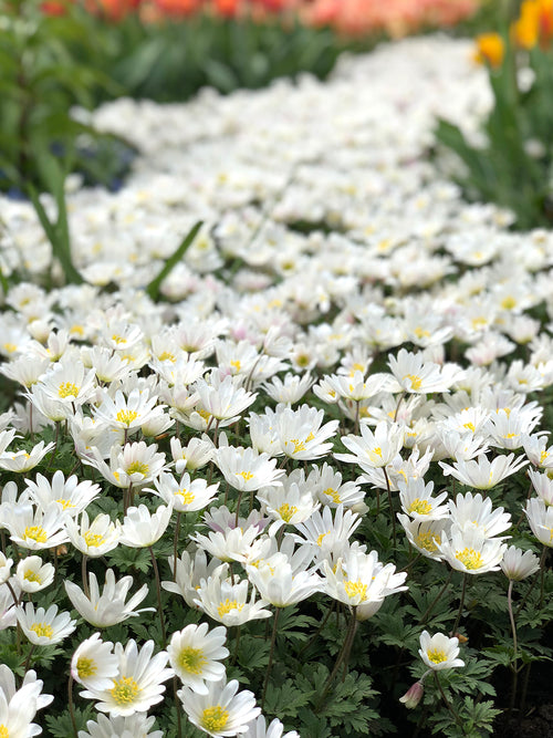 Köp Anemone Blanda White Splendour