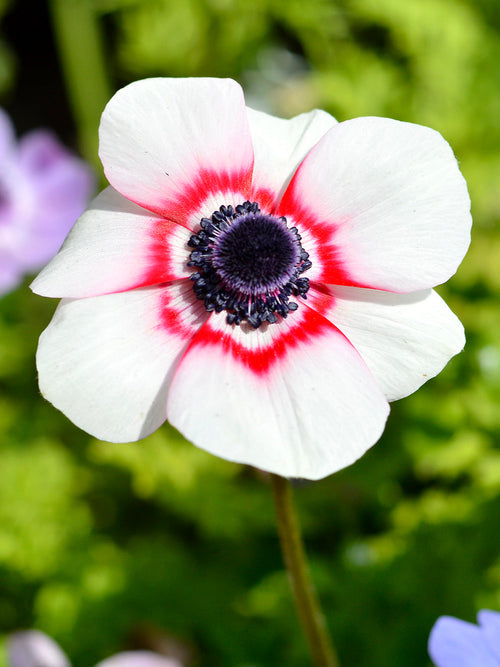 Anemone de Caen 'Bicolor' Blomsterlökar | DutchGrown™