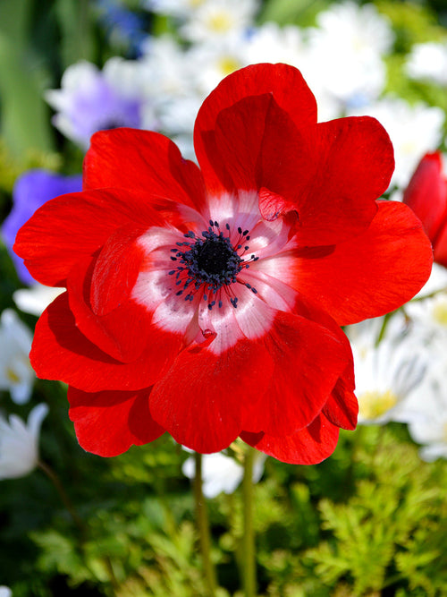 Anemone de Caen Hollandia blomsterlökar från DutchGrown™