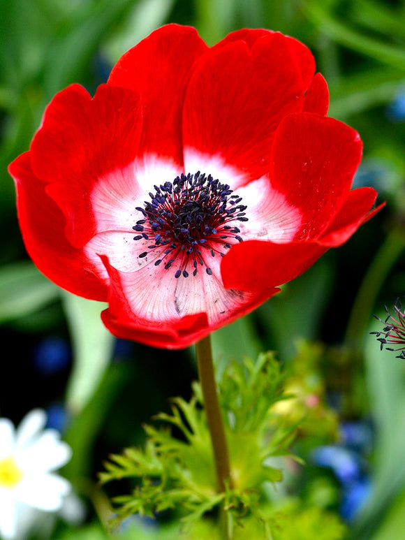 Anemone de Caen Hollandia från DutchGrown™