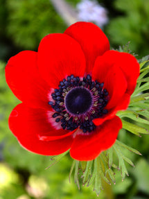 Bukettanemon Anemone coronaria Hollandia