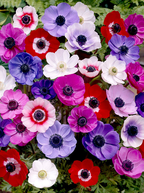 Köp Anemone De Caen Mixed | DutchGrown™