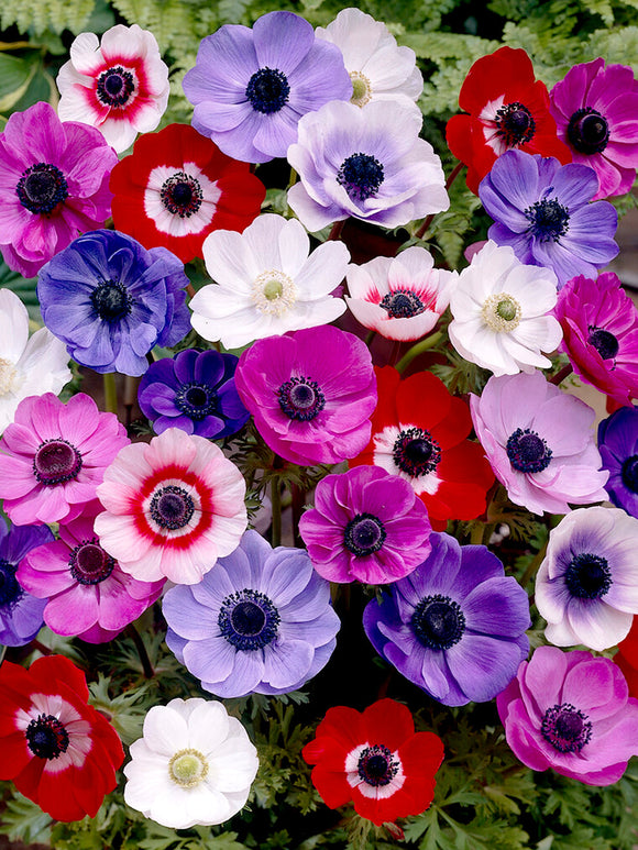 Köp Anemone De Caen Mixed | DutchGrown™