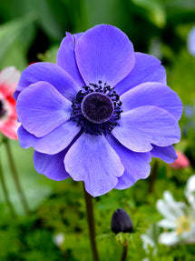 Bukettanemon Anemone coronaria Mr. Fokker