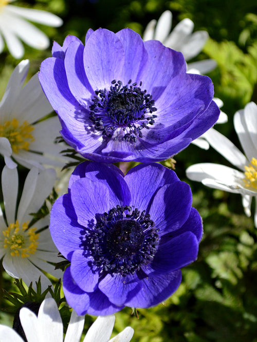 Bukettanemon Anemone coronaria Mr. Fokker