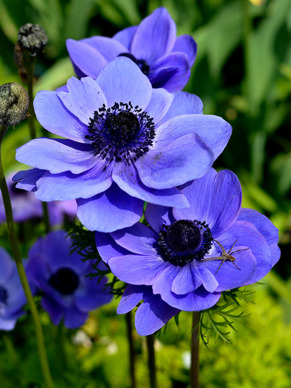 Köp Anemone de Caen Mr. Fokker från DutchGrown™