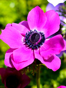 Bukettanemon Anemone coronaria Sylphide