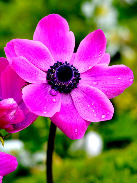 Bukettanemon Anemone de Caen Sylphide