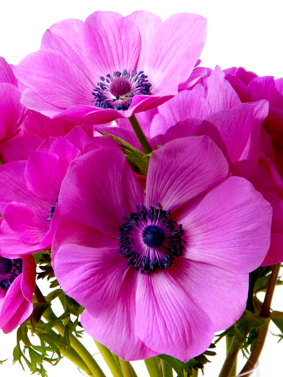 Anemone de Caen Sylphide-lökar från DutchGrown™