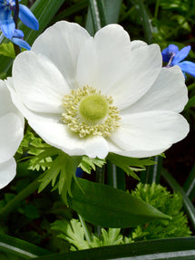 Bukettanemon (Anemone) de Caen The Bride