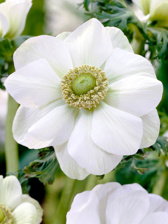 Köp Anemone de Caen The Bride från DutchGrown™