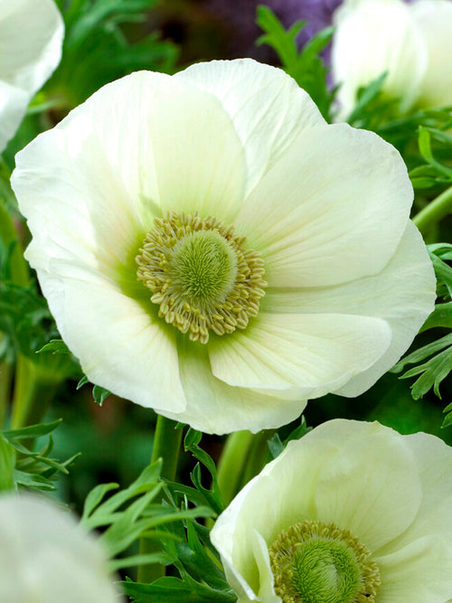 Köp Anemone de Caen The Bride | Blomsterlökar