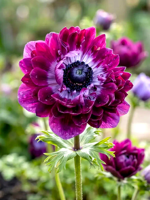 Köp Anemone 'Fullstar Bordeaux'
