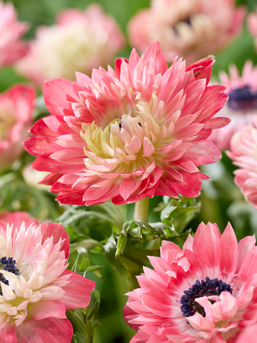 Anemone Fullstar Strawberry 