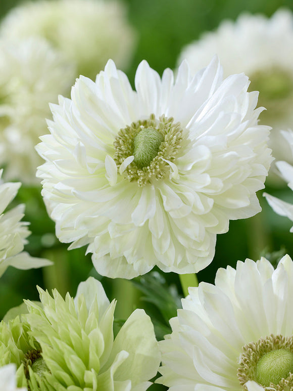 Anemone Fullstar Vit